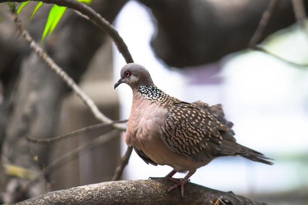 La tourterelle orientale ou tourterelle rousse ou Columbidae assis sur la branche d'arbre