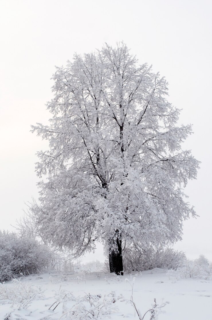 Photo tout est couvert de neige noël fabuleux