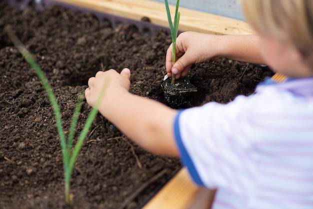 Tout-petit enfant plantant des semis d'oignon