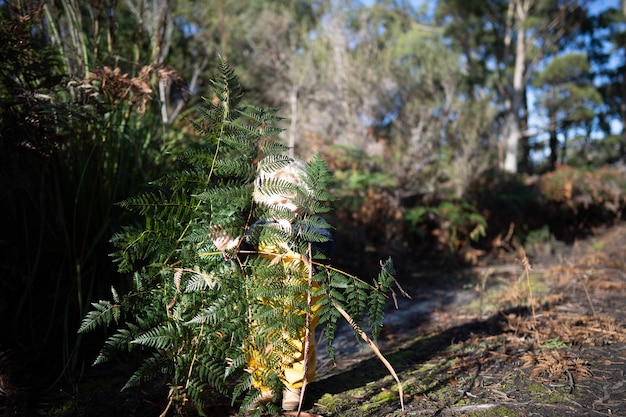 tout-petit explorant en salopette jaune dans la forêt en hiver