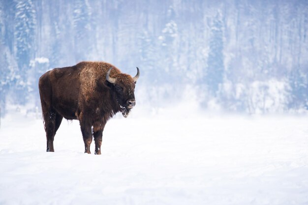 Photo toute la longueur d'un cheval debout sur la neige