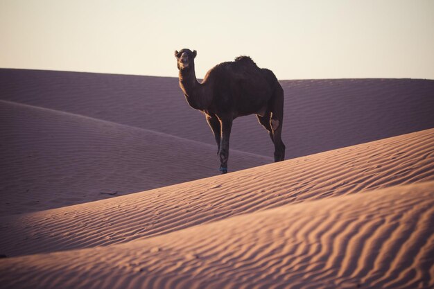 Toute la longueur d'un cheval sur le sable