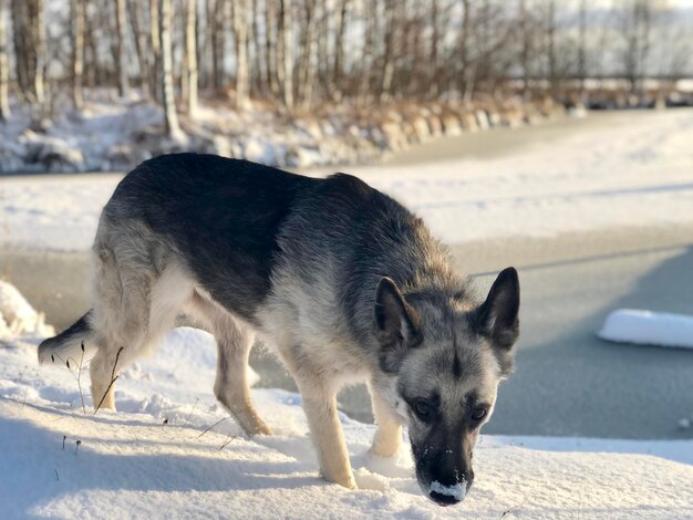 Photo toute la longueur d'un chien dans la neige