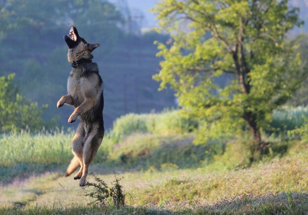 Photo toute la longueur d'un chien qui court sur le champ