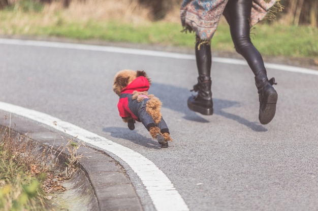 Photo toy poodle joue avec son maître féminin