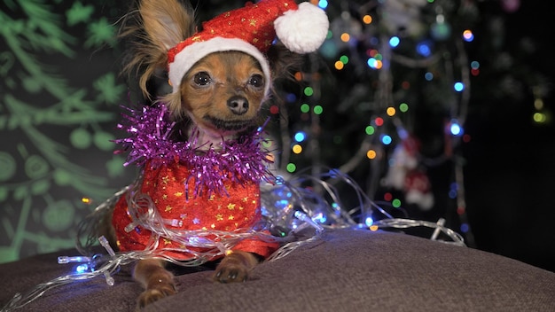 Le Toy Terrier est un chien jaune du Nouvel An