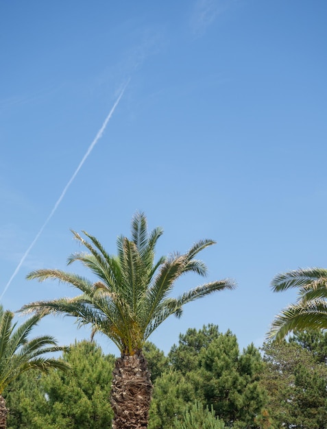 La trace de l'avion dans le ciel sur fond de palmiers Bel endroit