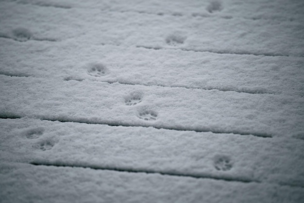 Traces d'animaux sur neige fraîche