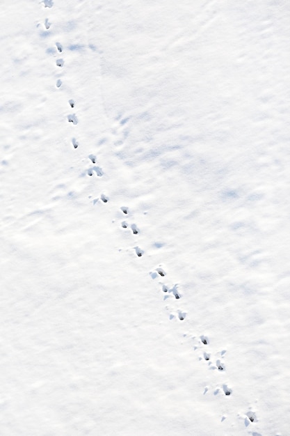 Traces de chemin de neige