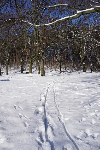 Traces sur la neige dans le parc