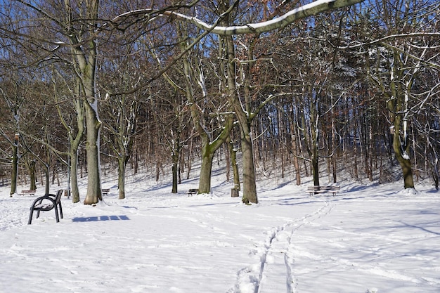 Traces sur la neige dans le parc