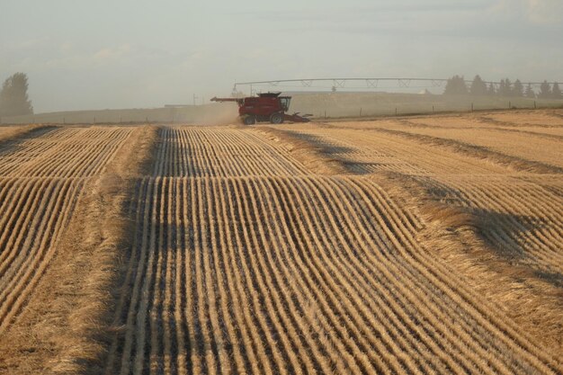 Des traces de pneus sur un champ agricole contre le ciel