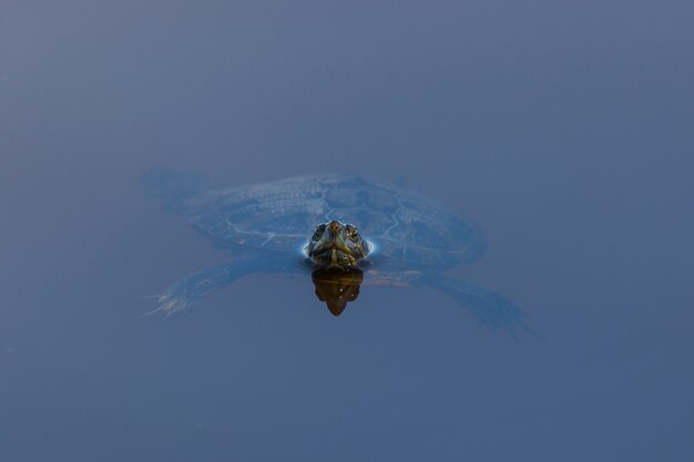 Trachemys scripta elegans