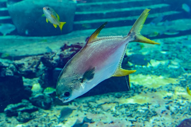 Trachinotus blochii ou snubnose pompano en Atlantis, Sanya, île de Hainan, Chine.. Les pompanos sont des poissons marins du genre Trachinotus de la famille des Carangidae (mieux connus sous le nom de "jacks").