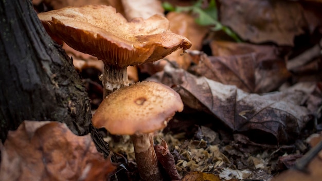 Tracter les champignons près de l&#39;arbre