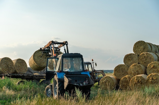 Le tracteur bleu utilise un manipulateur hydraulique pour empiler des balles rondes de foin dans des pyramides pour le stockage et le séchage La machinerie fonctionne sur le terrain pendant la récolte