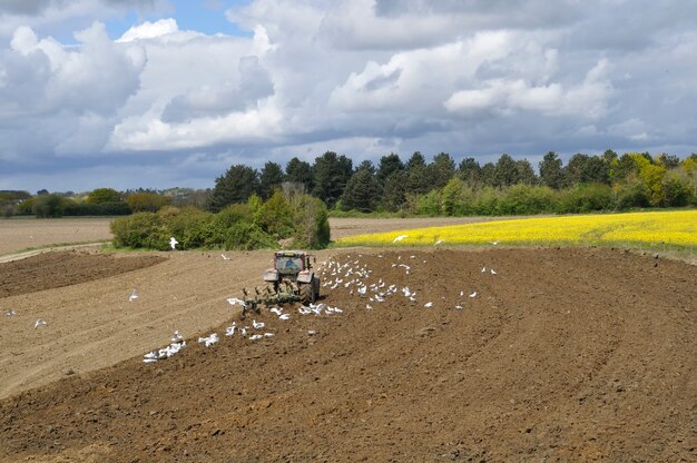 Tracteur de charrue entouré de mouettes