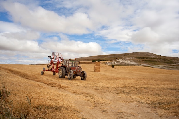 Tracteur dans un champ de maïs