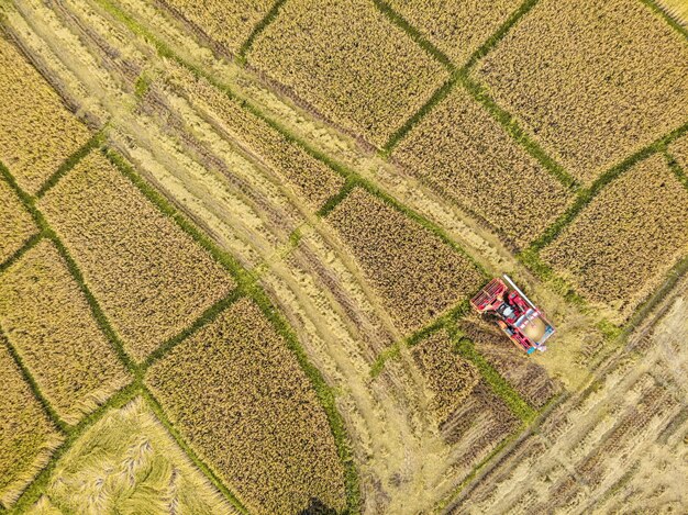 Tracteur dans une rizière en saison de récolte