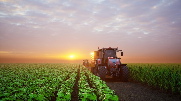 Tracteur intelligent sur le champ de soja et de maïs au coucher du soleil rendu 3d