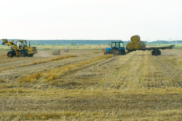 Un tracteur jaune à l'aide d'un manipulateur place des balles rondes de foin sur une remorque Transport de balles de foin en méta-stockage et séchage Préparation d'aliments pour le bétail