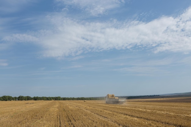 Un tracteur met des balles rondes de paille dans une remorque d'une machine sur un champ de blé fauché