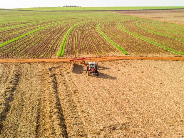 Tracteur, ratisser, sec, canne sucre, feuilles, dans, les, champ