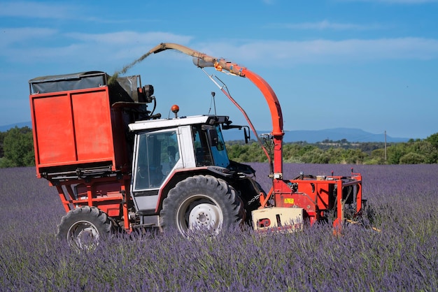 Tracteur récoltant de la lavande dans un champ