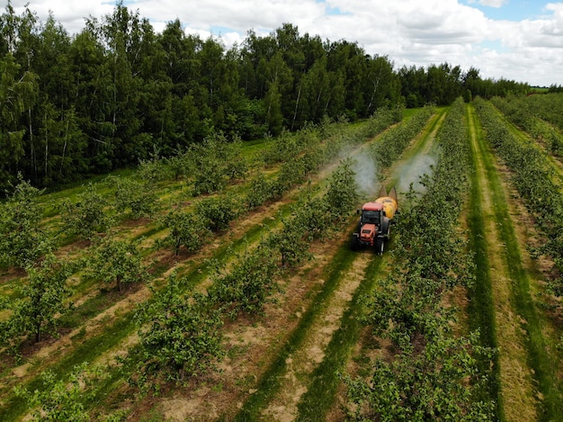 Un tracteur rouge pulvérise des pesticides dans un verger de pommiers pulvérisant un pommier avec un tracteur