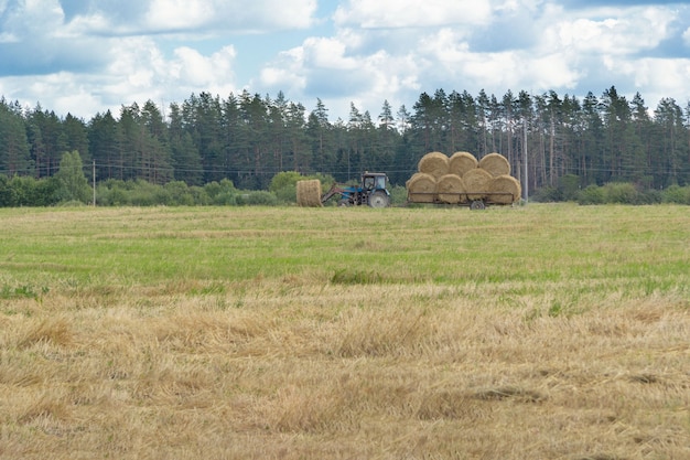 Tracteur avec des rouleaux de paille au fond du champ. Au loin la forêt