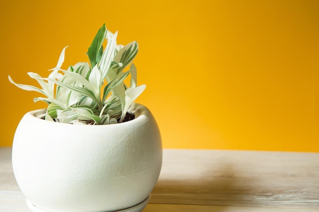 Tradescantia à fleurs blanches dans un pot rond sur une table sur un fond jaune Copier l'espace Cultiver des plantes d'intérieur en pot vertes décor à la maison soins et culture