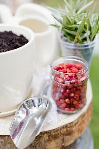 Tradition de mariage planter un arbre ensemble