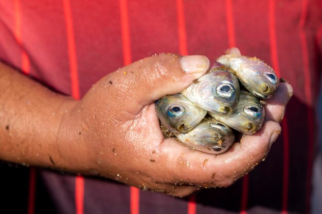 La tradition de la pêche à l'épervier pratiquée par la population locale au bord de la plage