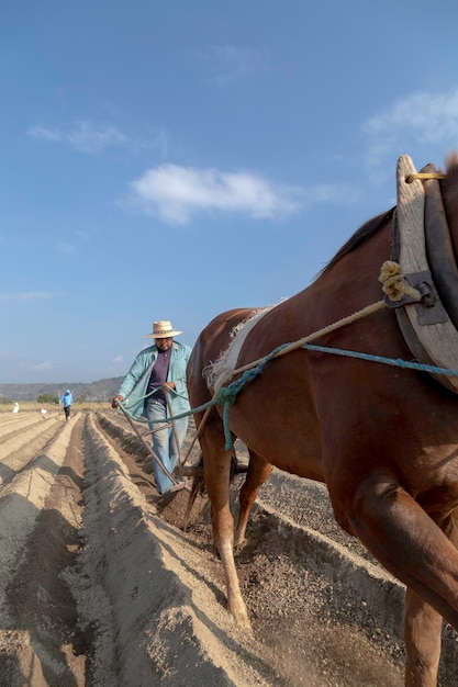 Traditions agricoles mexicaines Paysan mexicain et son cheval dans la plantation d'amarante