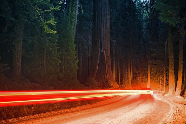 Le trafic de la forêt de séquoias géants la nuit s'allume dans un flou de mouvement Sequoia National Park California USA