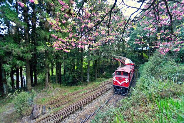 Photo un train sur la voie ferrée au milieu des arbres de la forêt