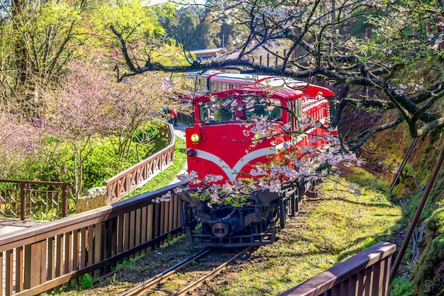 Le train sur la voie ferrée par les arbres