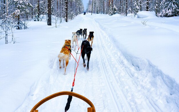 Traîneau à chiens de la famille Husky en hiver Rovaniemi de Finlande de Laponie. Balade en traîneau à chiens en Norvège. Traîneau à animaux à la ferme finlandaise après Noël. Amusement sur le traîneau. Safari sur luge et paysage de l'Alaska.