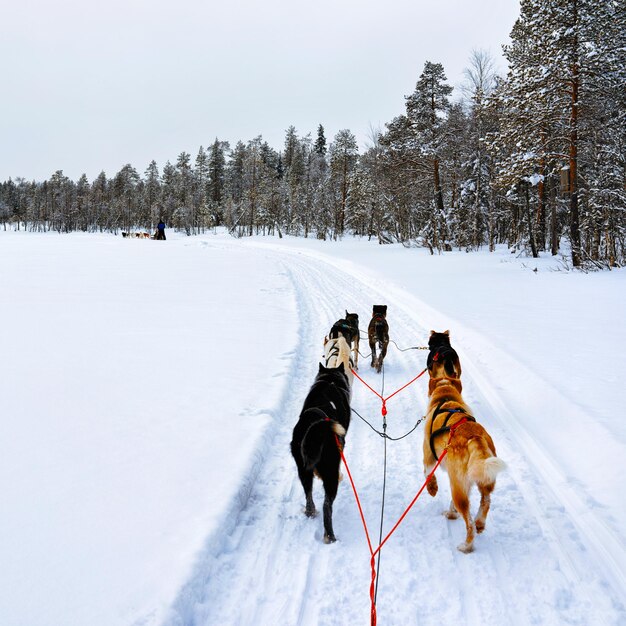 Traîneau à chiens de la famille Husky en hiver Rovaniemi de Finlande de Laponie. Balade en traîneau à chiens en Norvège. Traîneau à animaux à la ferme finlandaise après Noël. Amusement sur le traîneau. Safari sur luge et paysage de l'Alaska.