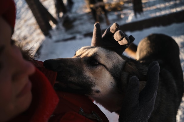 Traîneau du nord Alaskan huskies mestizos de plusieurs races dans la volière en hiver sur la neige