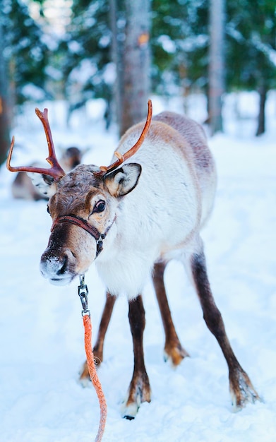 Traîneau de rennes en Finlande à Rovaniemi à la ferme de Laponie. Traîneau de Noël au safari en traîneau d'hiver avec de la neige au pôle nord de l'Arctique finlandais. Amusez-vous avec les animaux saamis de Norvège.