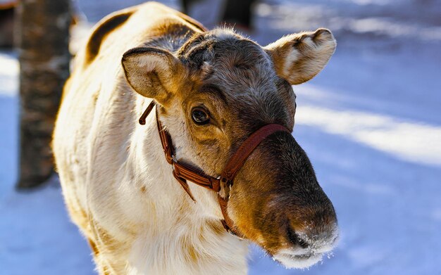 Traîneau de rennes en Finlande à Rovaniemi à la ferme de Laponie. Traîneau de Noël au safari en traîneau d'hiver avec de la neige au pôle nord de l'Arctique finlandais. Amusez-vous avec les animaux saamis de Norvège.