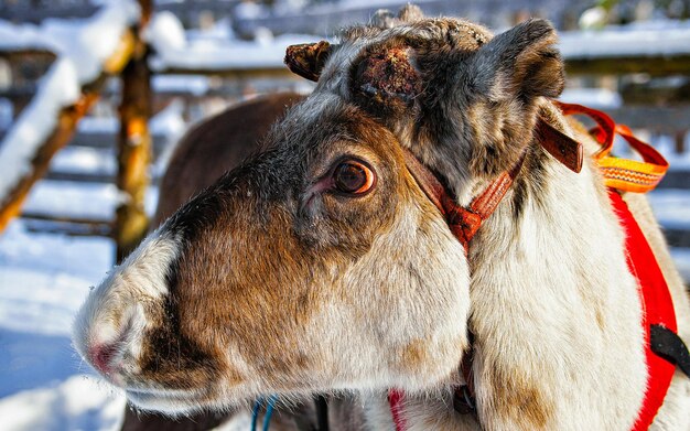 Traîneau de rennes en Finlande à Rovaniemi à la ferme de Laponie. Traîneau de Noël au safari en traîneau d'hiver avec neige au pôle nord finlandais. Animaux de Norvège. Mise au point sélective