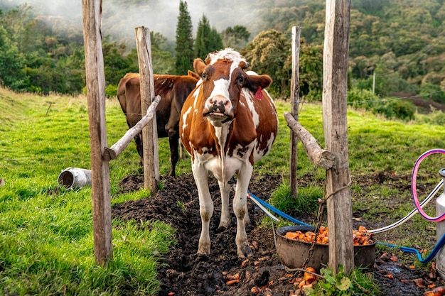 Traire les vaches avec l'aide de la technologie dans la cour de la ferme