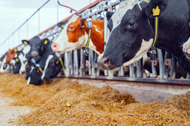 La traite des vaches mangeant du foin dans une étable extérieure moderne