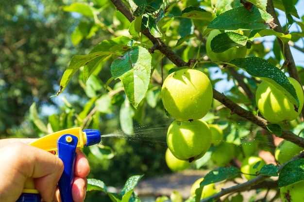 Photo traitement des branches de pommier en été avec un fongicide contre les ravageurs