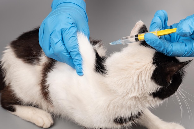 Photo traitement du chat chez le médecin vétérinaire faisant une injection à un chaton