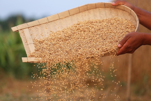 Traitement des graines de riz doré dans le sous-continent indien