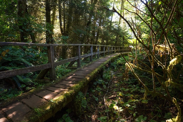 trajet dans le bois