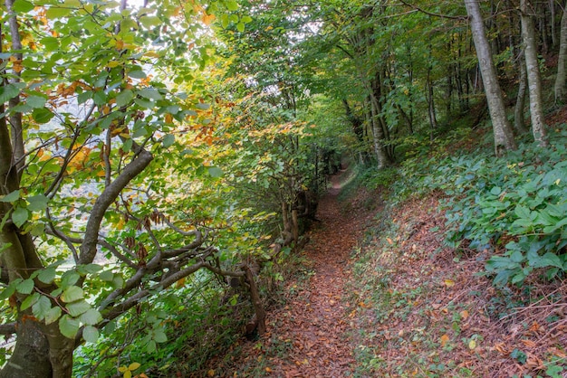 trajet dans le bois